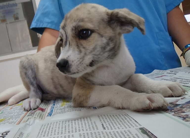 multimedia-foto52285-172-1