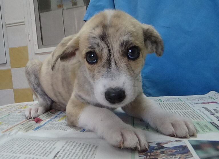 multimedia-foto52287-172-1