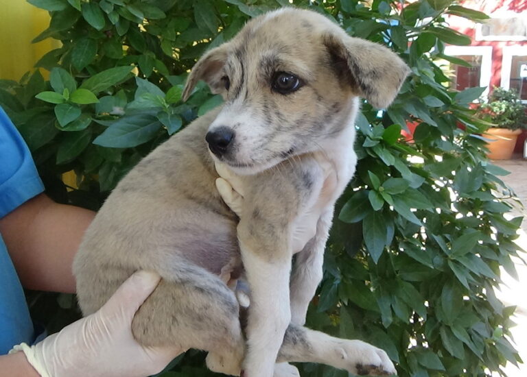 multimedia-foto52289-173-1