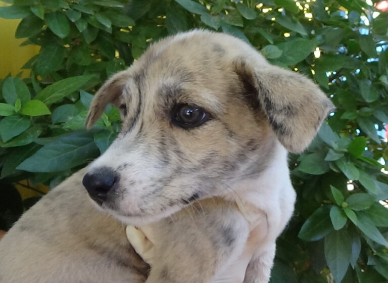 multimedia-foto52291-173-1