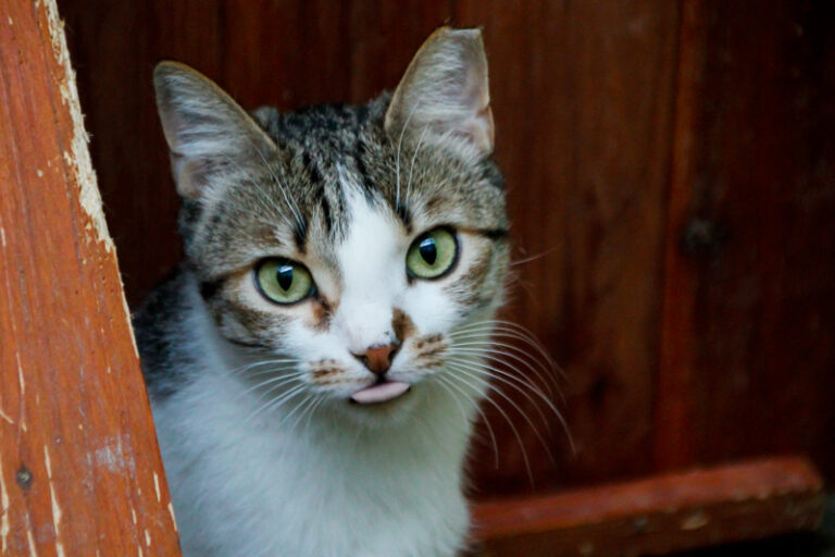 multimedia-foto52315-351-1