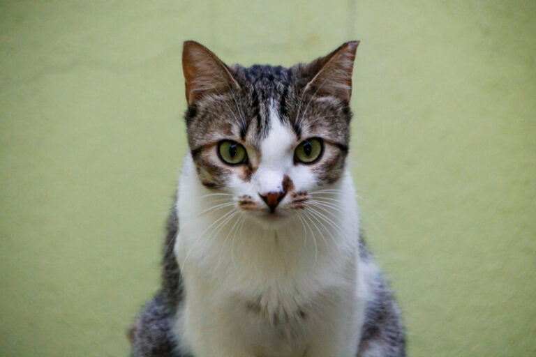 multimedia-foto52316-351-1