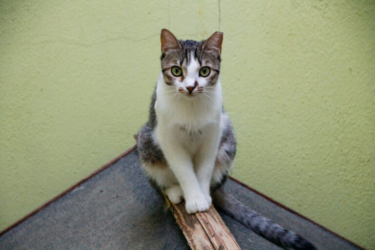 multimedia-foto52317-351-1