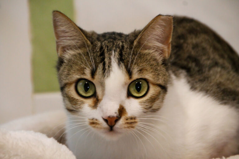 multimedia-foto52318-351-1