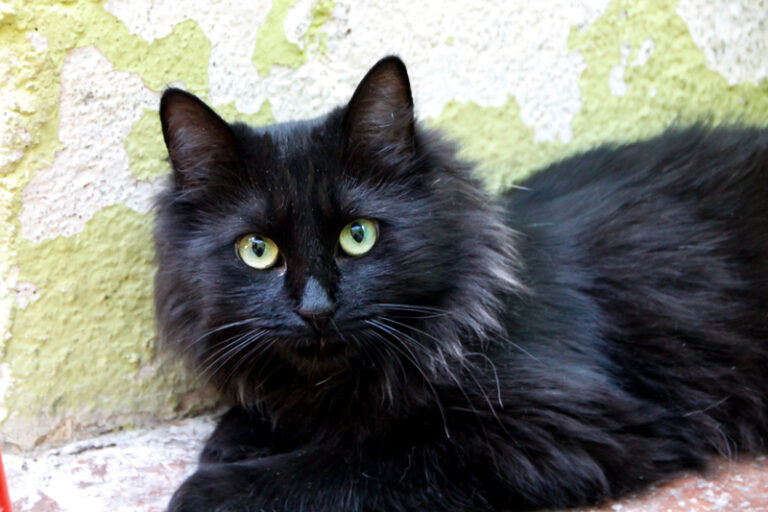 multimedia-foto52345-789-1