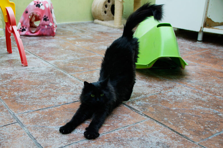 multimedia-foto52346-789-1