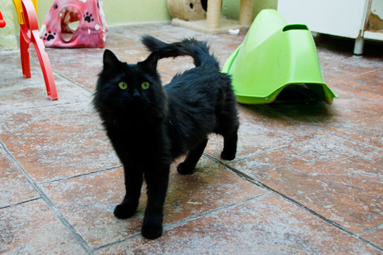 multimedia-foto52348-790-1