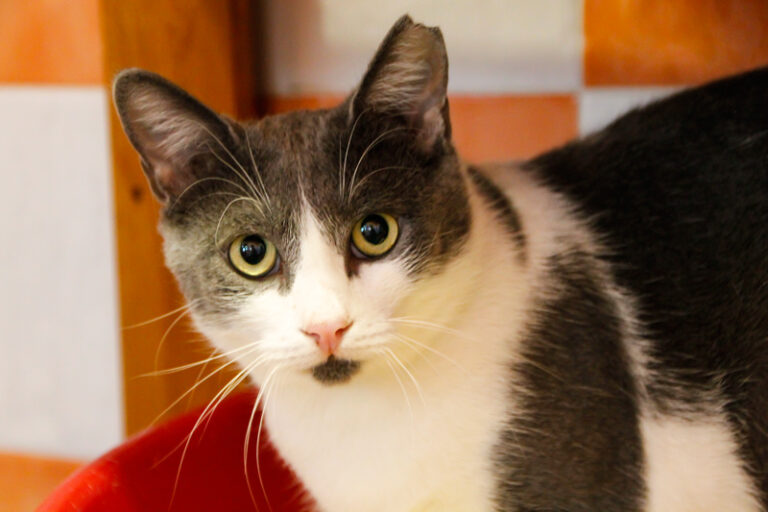 multimedia-foto52354-115-1