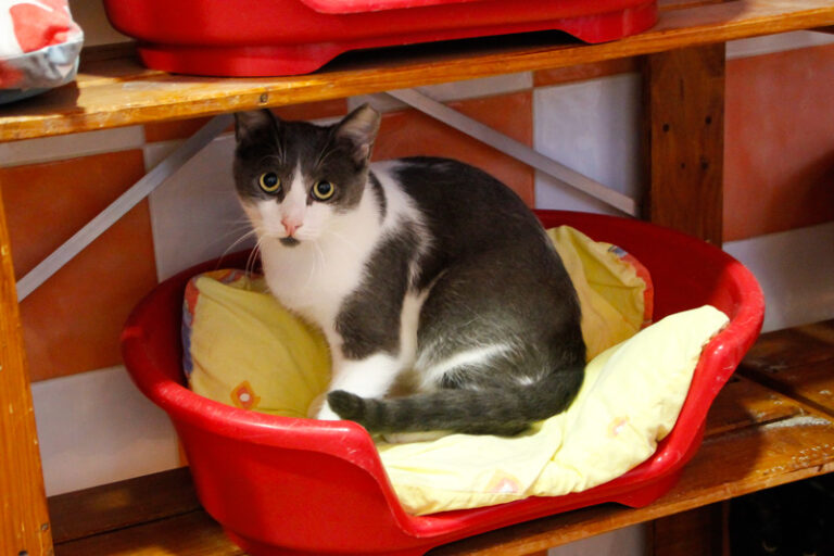 multimedia-foto52355-115-1