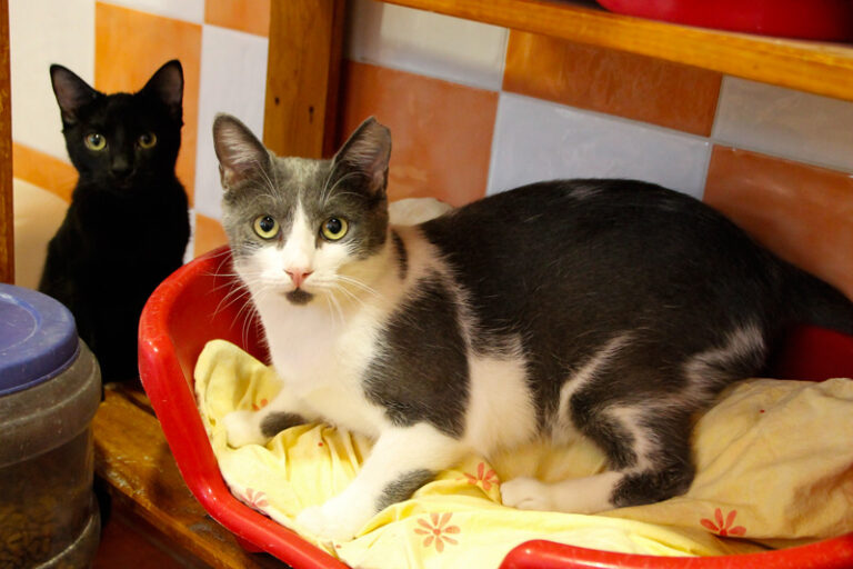 multimedia-foto52357-115-1