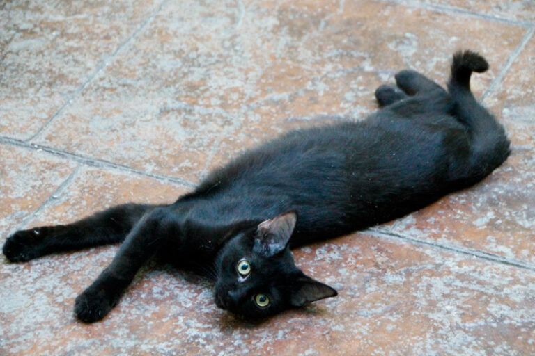 multimedia-foto52361-458-1