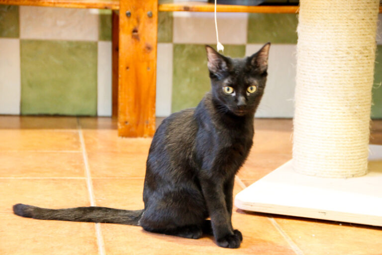 multimedia-foto52362-458-1