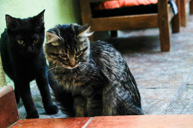 multimedia-foto52363-458-1