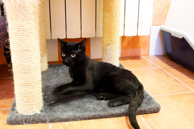 multimedia-foto52370-948-1