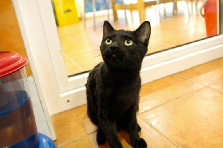 multimedia-foto52371-948-1