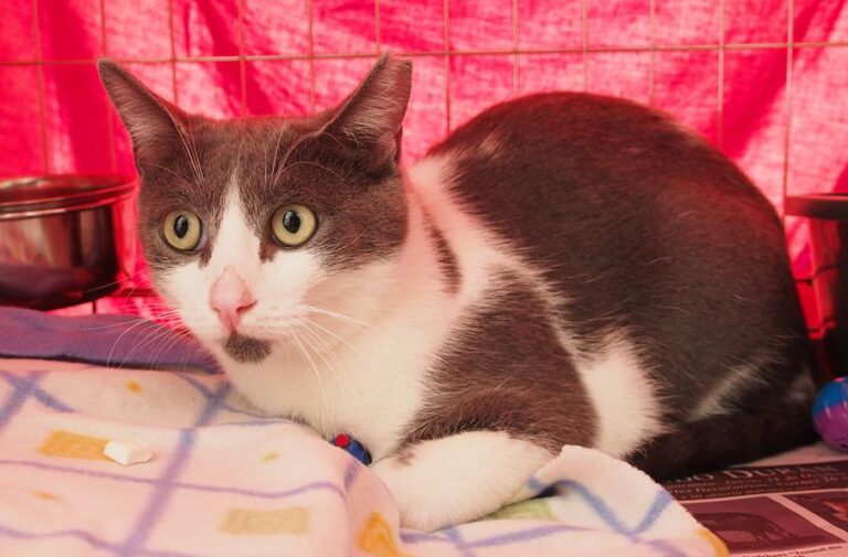 multimedia-foto52377-329-1