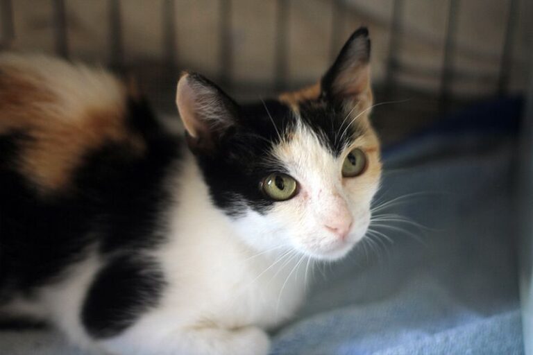 multimedia-foto52389-917-1