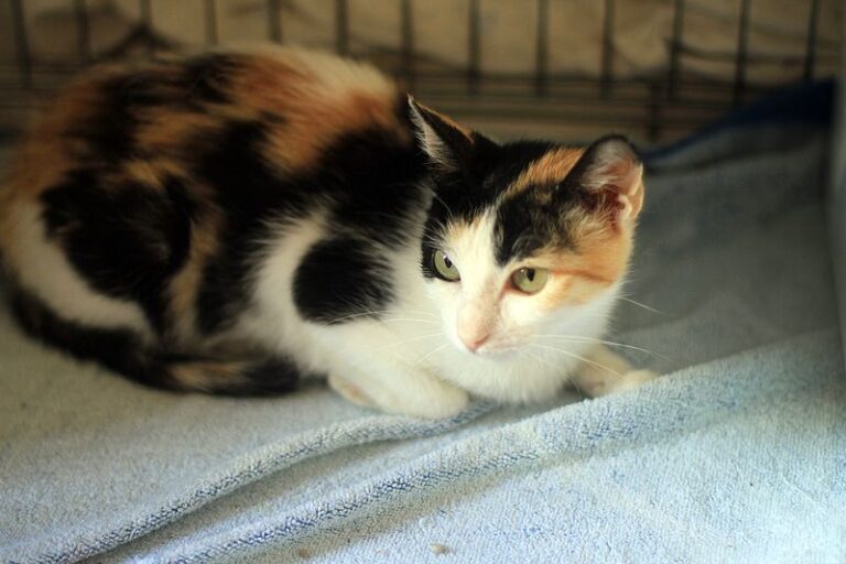 multimedia-foto52390-918-1