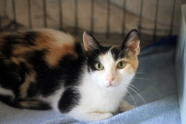 multimedia-foto52391-918-1