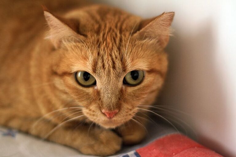 multimedia-foto52401-125-1