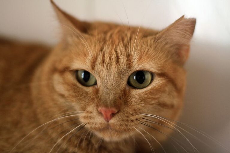 multimedia-foto52402-125-1