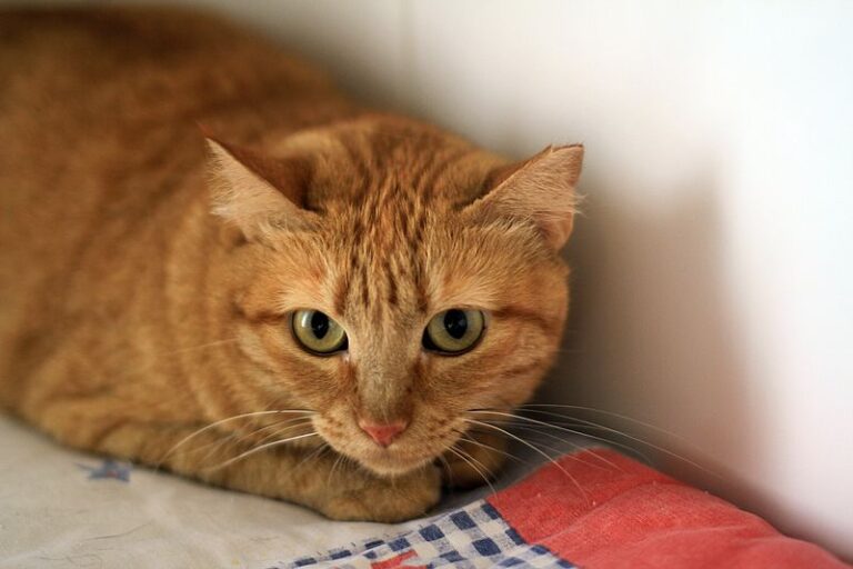 multimedia-foto52403-125-1