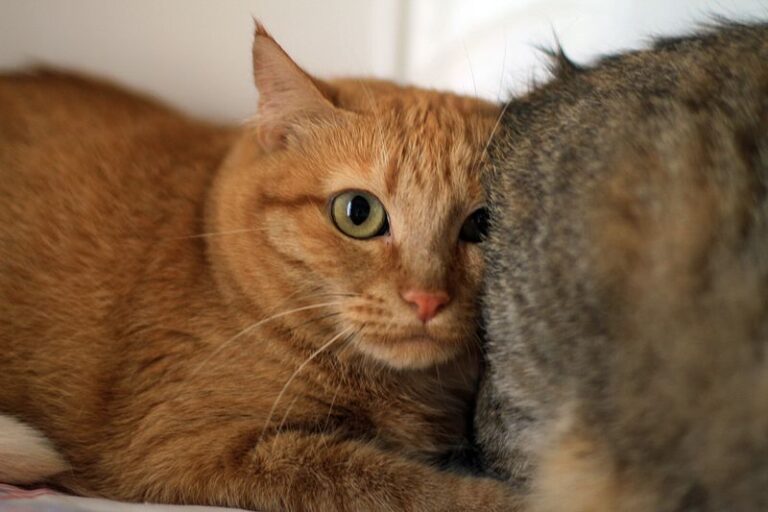 multimedia-foto52404-125-1