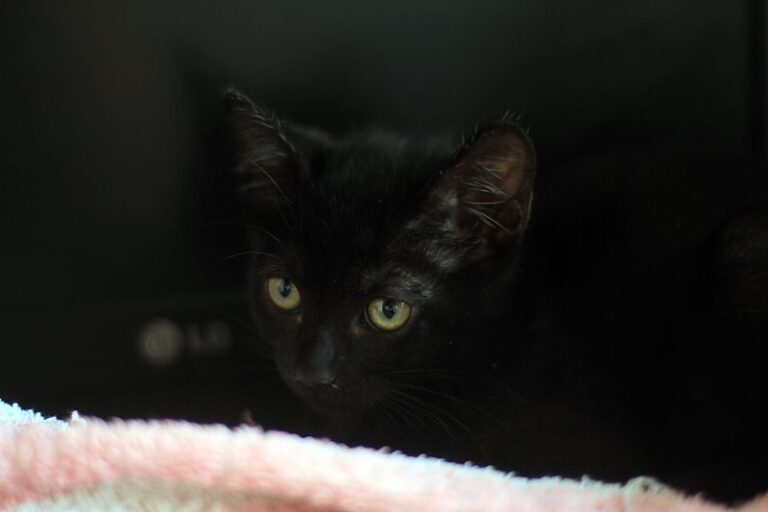 multimedia-foto52405-158-1