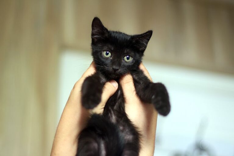 multimedia-foto52406-158-1