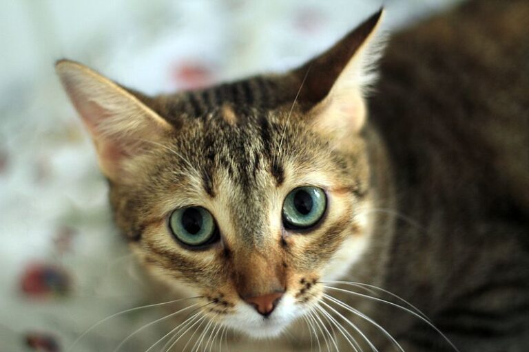 multimedia-foto52409-258-3