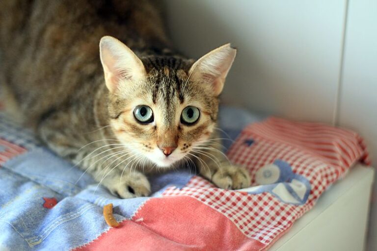 multimedia-foto52410-259-3