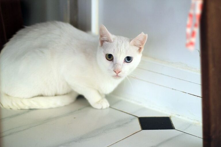 multimedia-foto52415-307-1