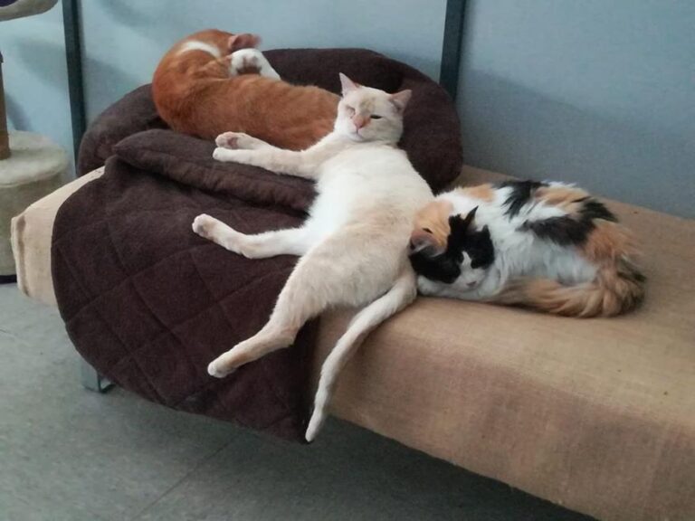 multimedia-foto52428-839-1