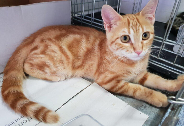 multimedia-foto52430-77-1