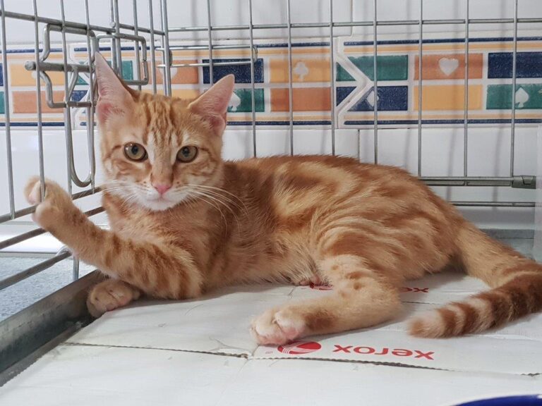 multimedia-foto52432-78-1