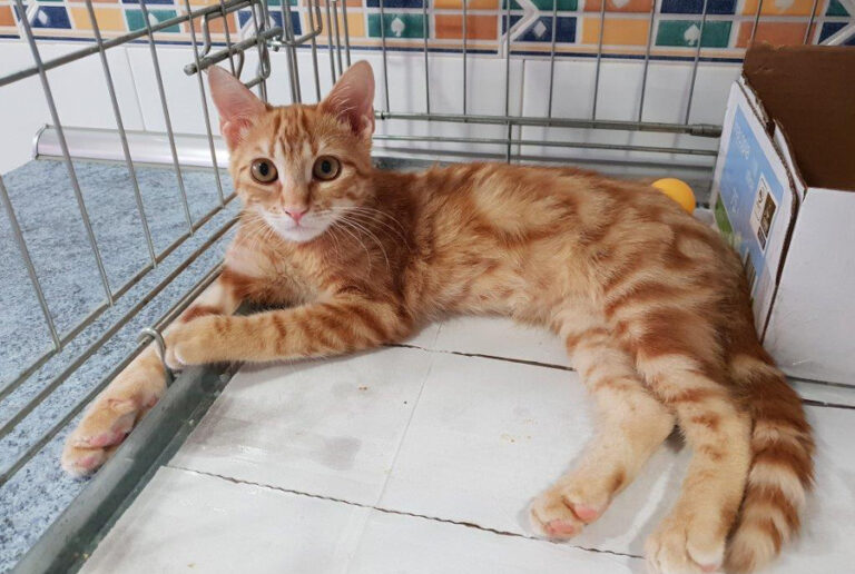 multimedia-foto52433-78-1