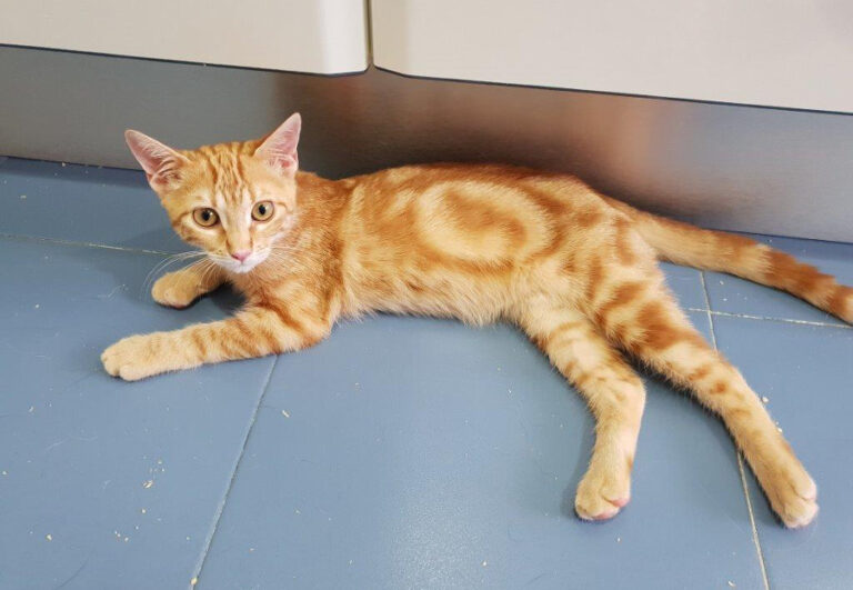 multimedia-foto52434-79-1