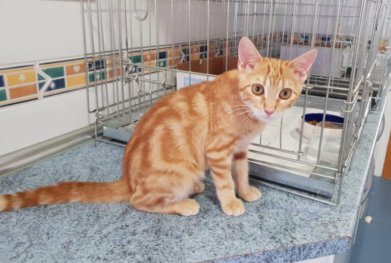 multimedia-foto52435-79-1