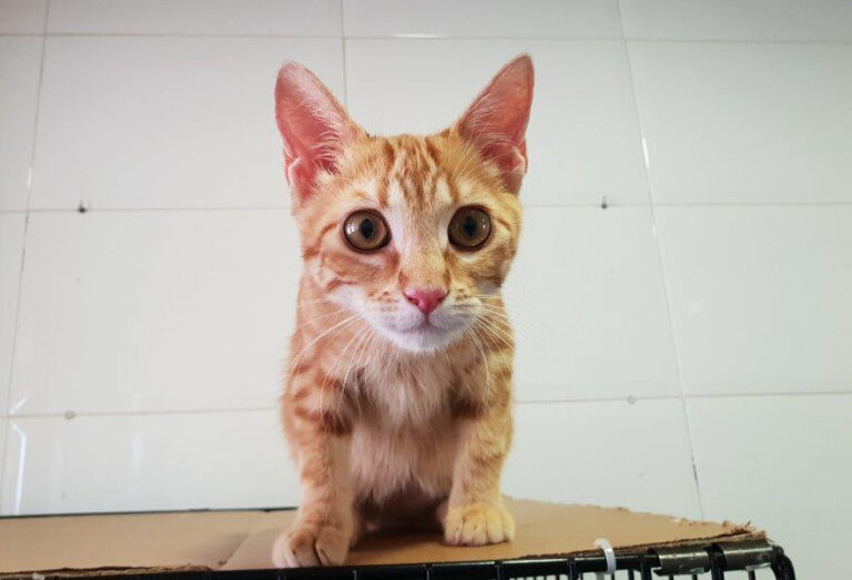 multimedia-foto52436-79-1