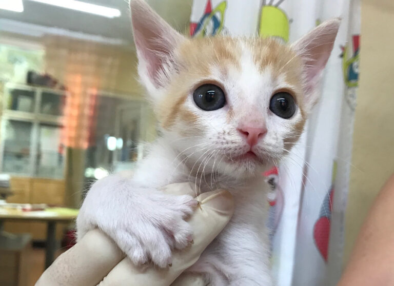 multimedia-foto52483-658-1