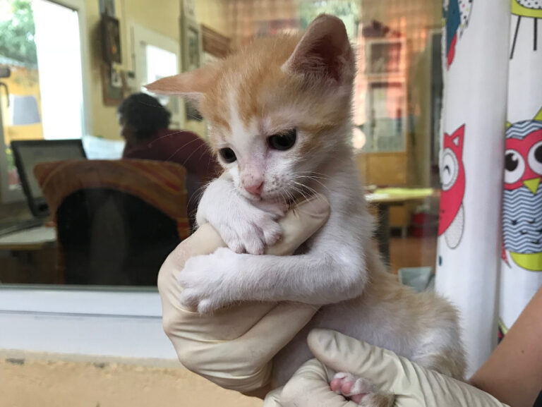 multimedia-foto52485-658-1