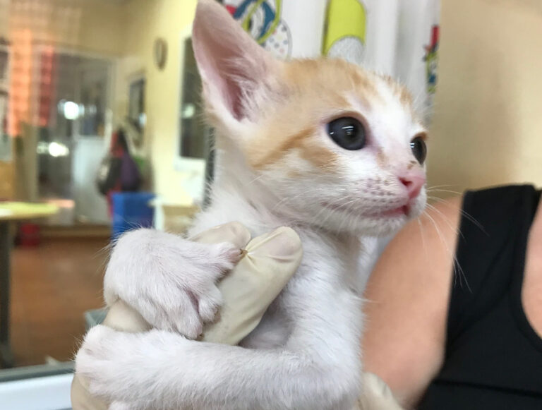 multimedia-foto52486-658-1