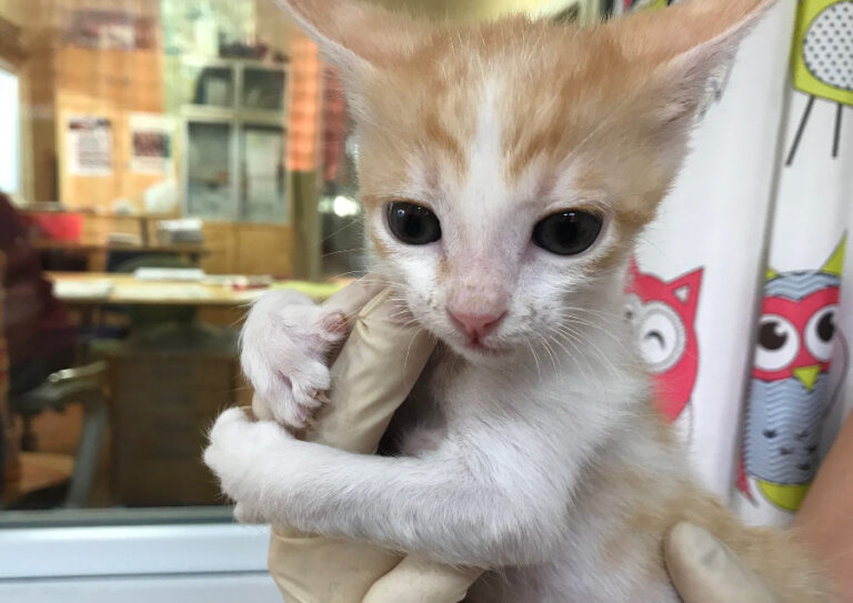 multimedia-foto52487-659-1