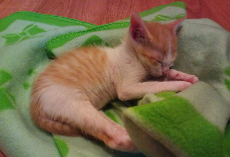 multimedia-foto52488-659-1