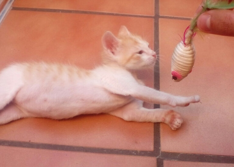 multimedia-foto52489-659-1