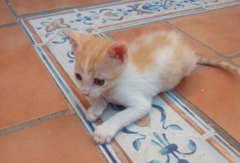 multimedia-foto52490-659-1