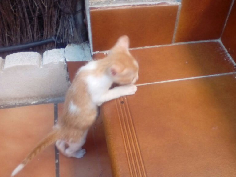 multimedia-foto52491-660-1