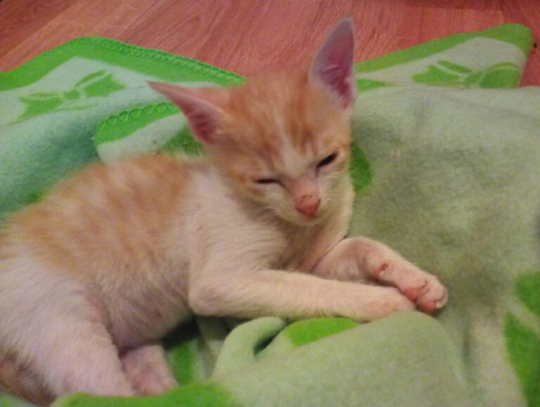 multimedia-foto52492-660-1