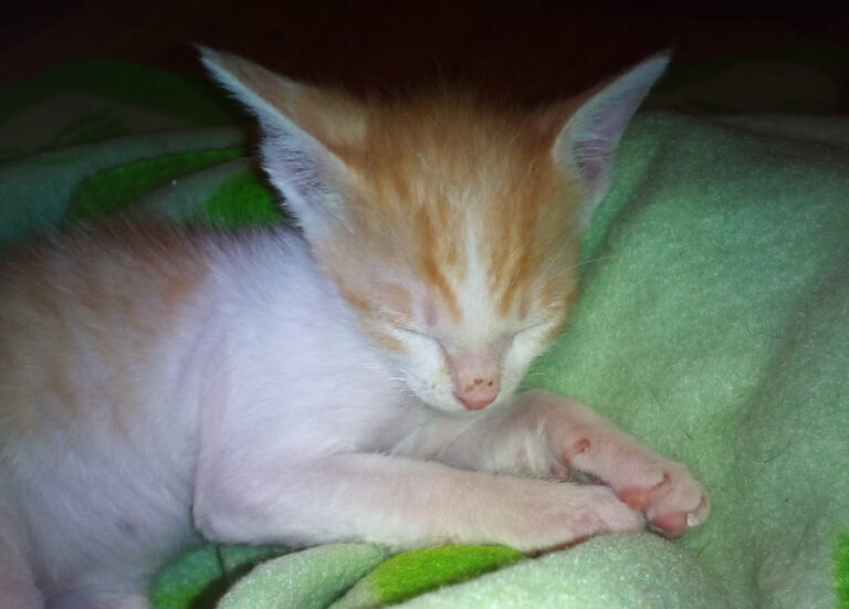 multimedia-foto52493-660-1