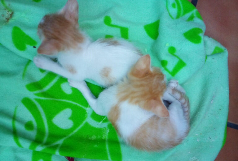 multimedia-foto52495-661-1